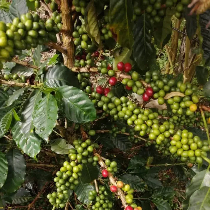 Nariño, Colombia